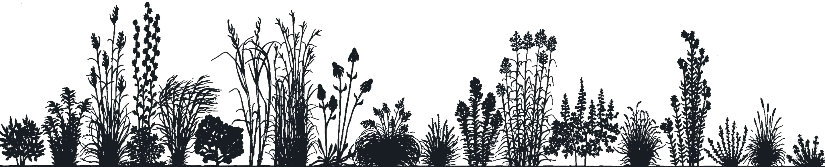 background image of prairiegrass plants
