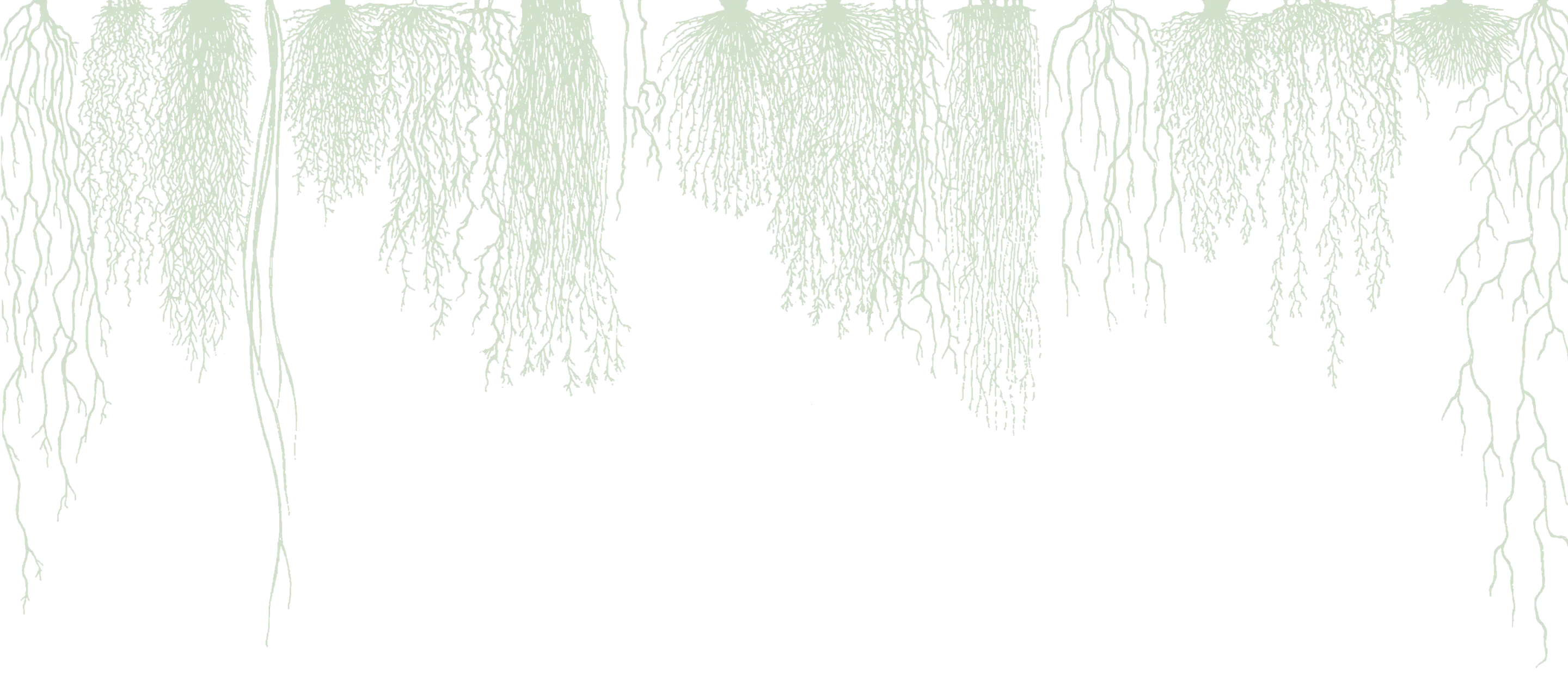 background image of prairiegrass roots